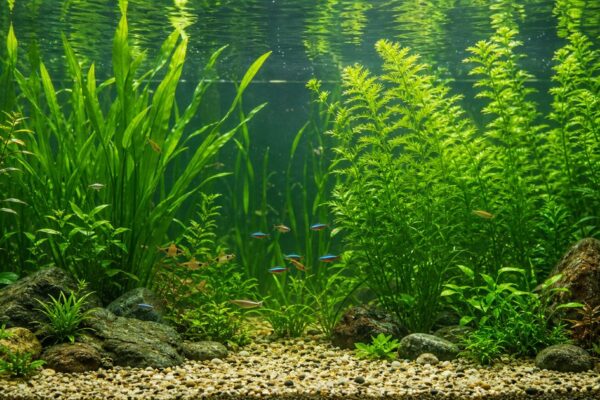Achtergrond planten aquarium