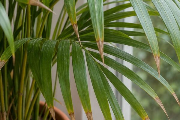 Areca palm verzorgen: waarom krijgt deze palm bruine punten?