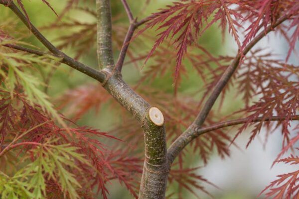 Japanse esdoorn snoeien zonder schade: dit is het juiste moment en de juiste aanpak