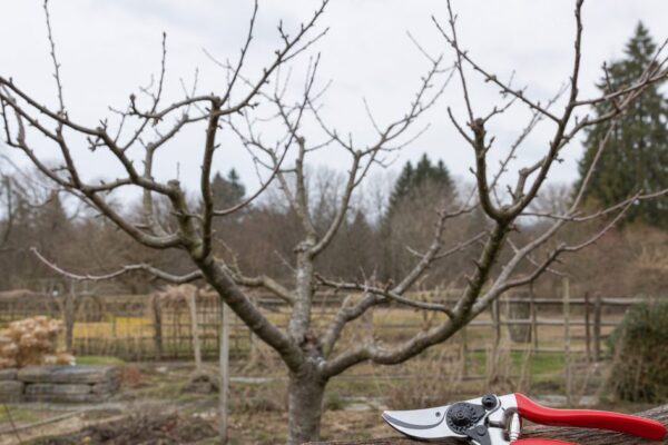 Wanneer appelboom snoeien? Dit is het beste moment voor vorm en vrucht