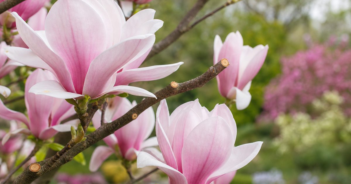 Magnolia snoeien: wanneer doe je het wel en hoe voorkom je kale takken?