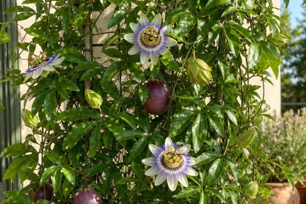 Passiflora edulis plant verzorgen: zo kweek je een eetbare passiebloem